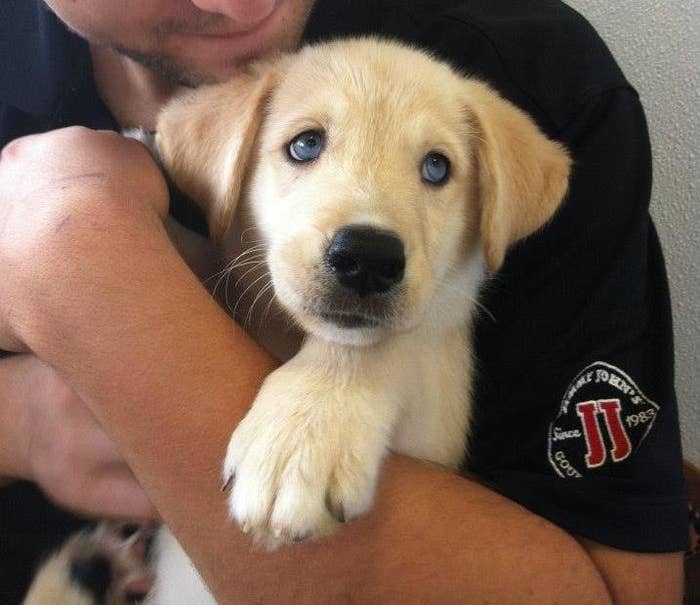 21 Adorable Husky Mixes You Need To Pet Before You Die
