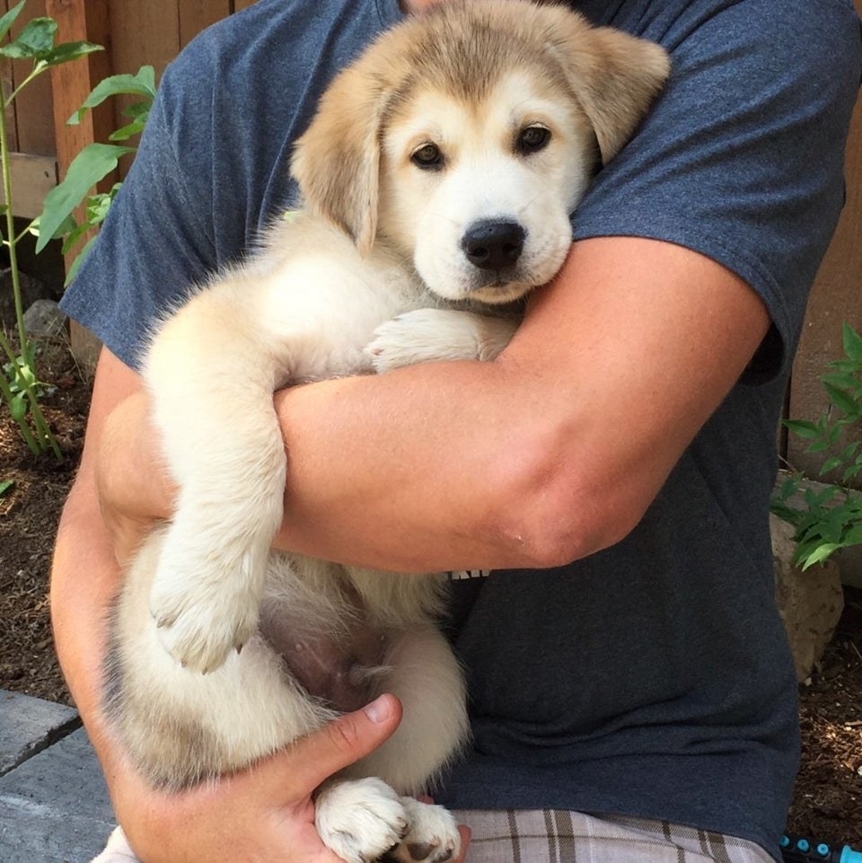 Half golden retriever half hot sale husky