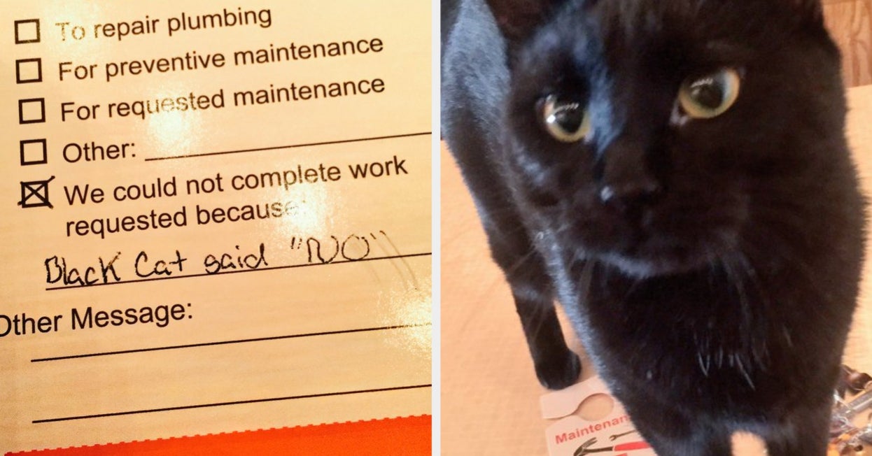 17 Cats That Are As Rude As They Are Cute