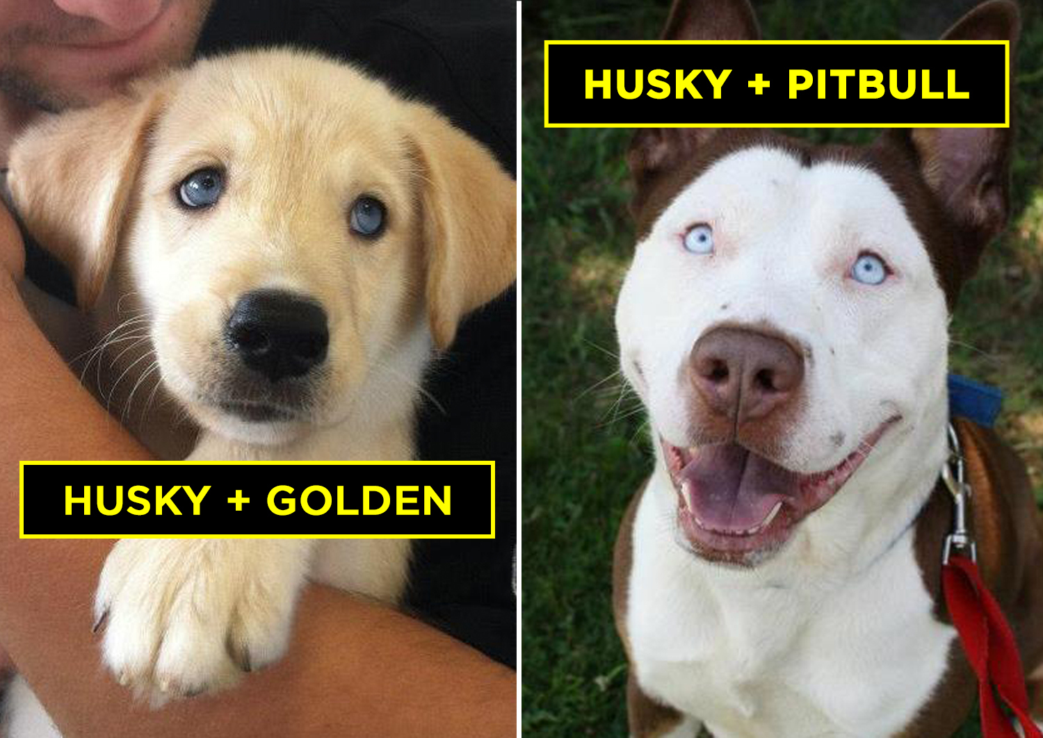 Adorable Husky Mixes You Need To Pet Before You Die