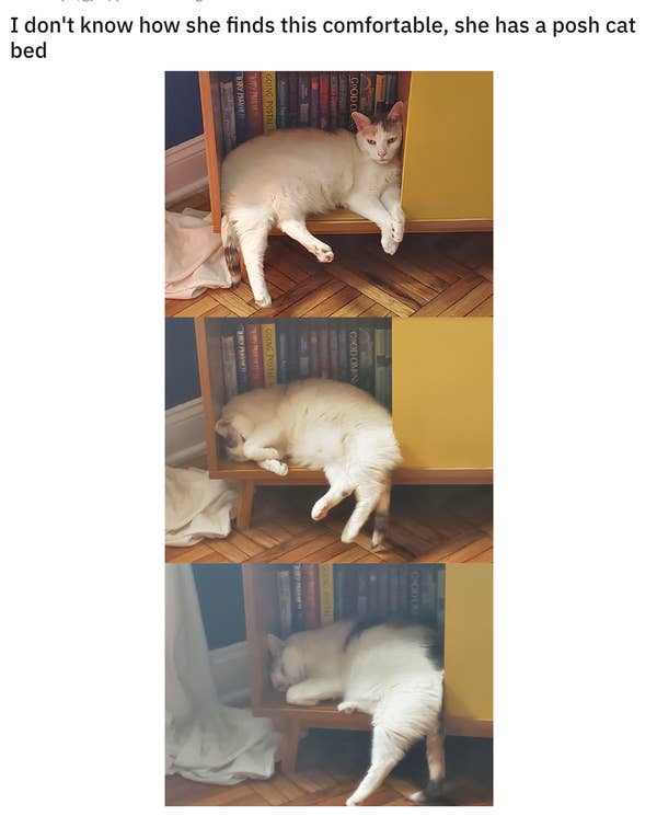 15 Cats That Will Sleep Literally Anywhere That Isn T Their Bed