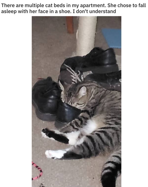 15 Cats That Will Sleep Literally Anywhere That Isn T Their Bed
