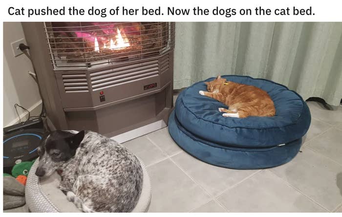 15 Cats That Will Sleep Literally Anywhere That Isn T Their Bed