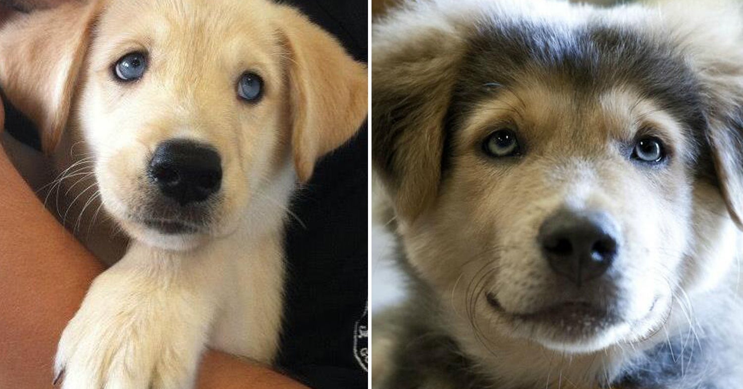 The Goberian Is Officially The World's Cutest Dog Breed — I've Decided