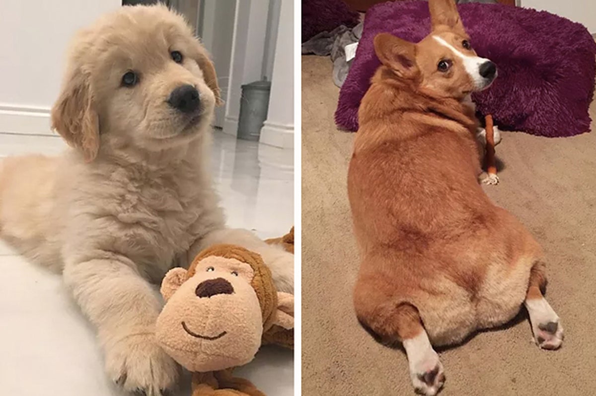 25 Facts About Animals That'll Make You Smile Even If You're Having A Bad  Day
