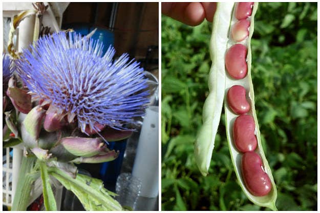 21 Fruits And Veggies You Didn't Know Grew Like That