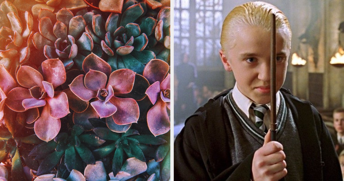 We Know Which Hogwarts House You Actually Belong In Based On The Photos ...