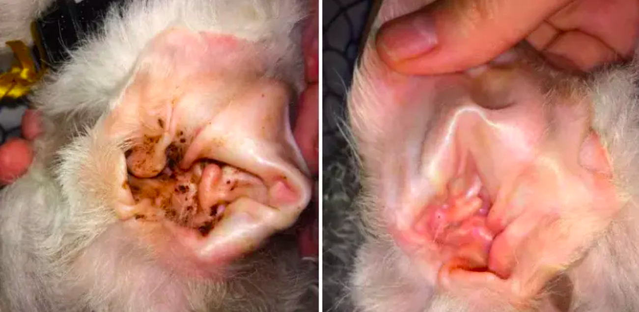 a dog&#x27;s before-and-after of a very waxy, dirty ear compared to it being completely clean 