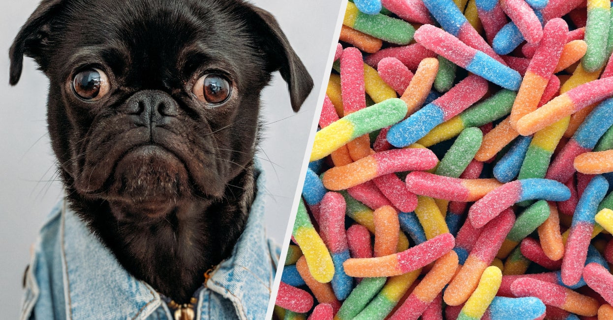 Your Halloween Candy Preferences Will Reveal Which Dog Breed Matches Your Personality