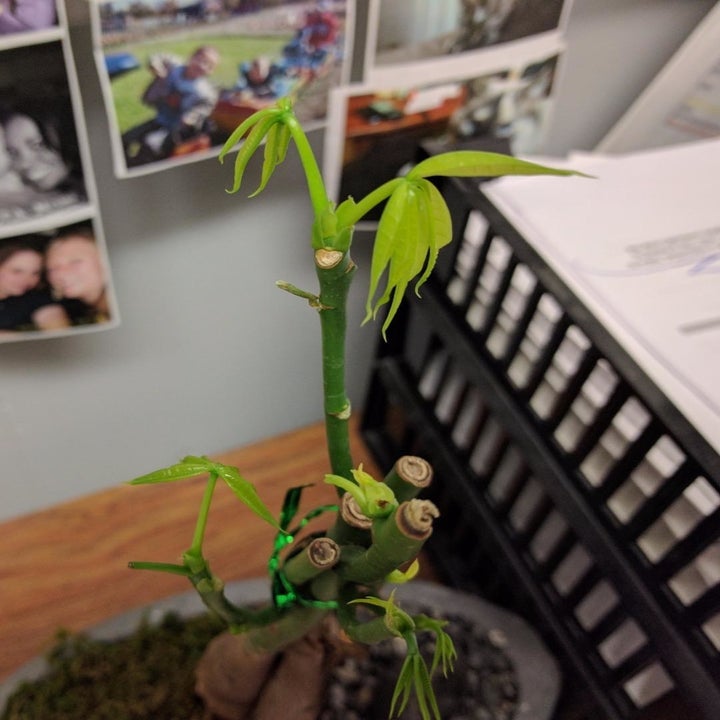 bamboo plant with a couple of light green leaves