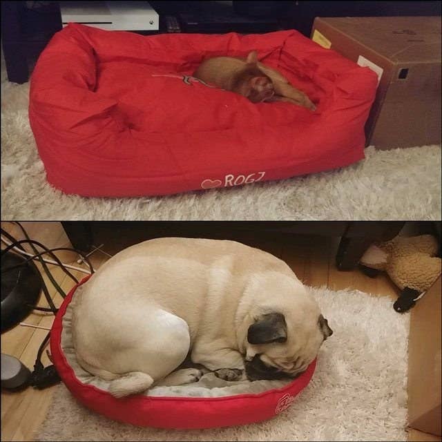 Dogs That Had Their Bed Stolen By A Cat