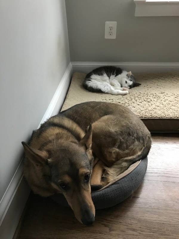 Dogs That Had Their Bed Stolen By A Cat