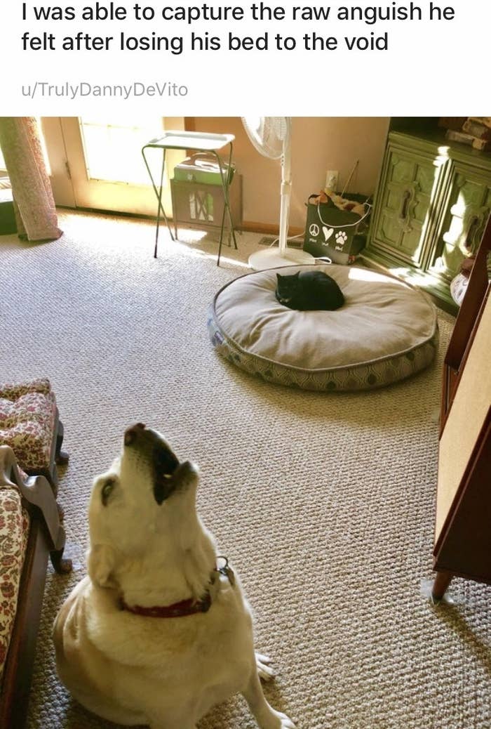 14 Hunde Die Sich Der Macht Einer Katze Beugen Mussten Und