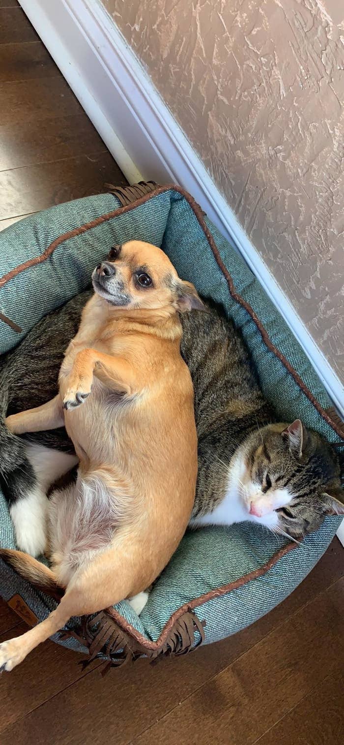 14 Hunde Die Sich Der Macht Einer Katze Beugen Mussten Und