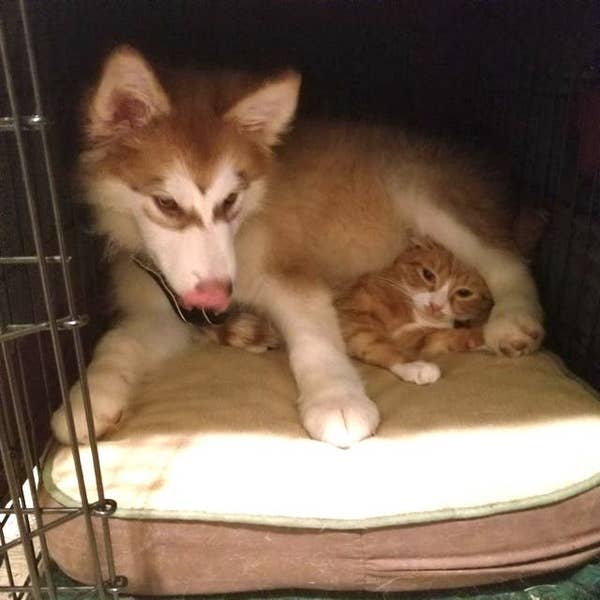 Dogs That Had Their Bed Stolen By A Cat