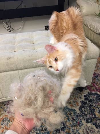 reviewer photo of a cat in the background of a reviewer's hand holding a massive pile of cat fur that was brushed out of the carpet