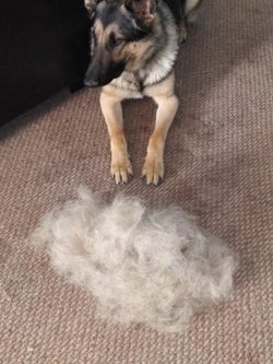 Reviewer photo of their German shepherd sitting next to a massive pile of fur that the broom pulled out of the carpet