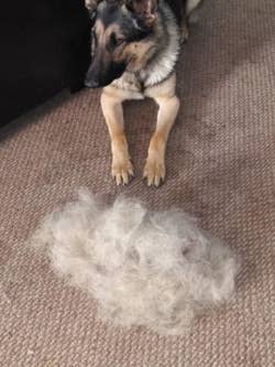 Reviewer photo of their German shepherd sitting next to a massive pile of fur that the broom pulled out of the carpet
