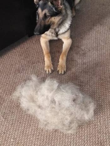 reviewer photo of a german shepherd in front of a pile of its fur that was brushed out of the carpet