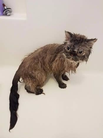 a wet cat looking adorably angry