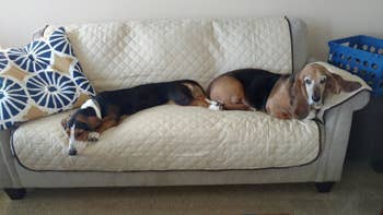Reviewer photo of two dogs lying on the cover on top of a couch