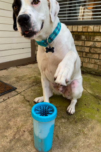 dog holding up paw in front of large blue cleaner tube