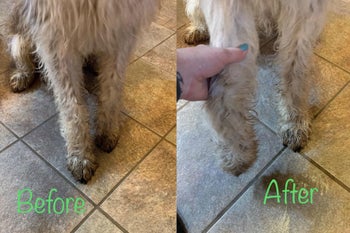 reviewer's dog with muddy then clean feet