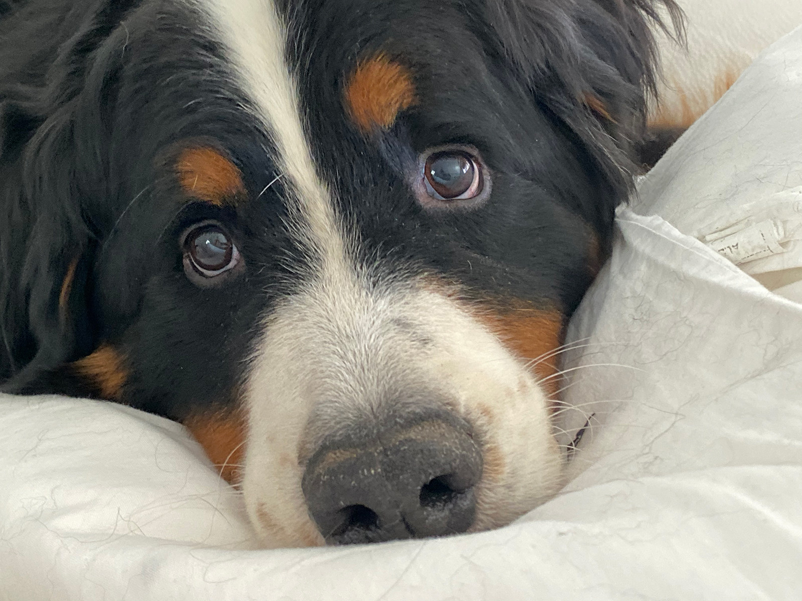 dog ate apple headphones