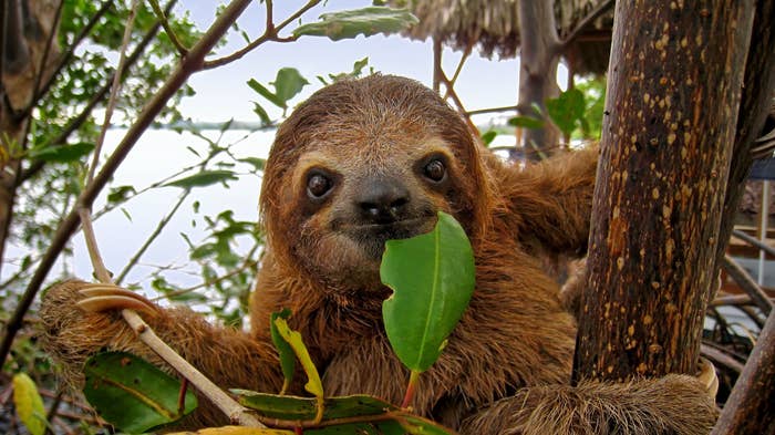 29 Cute Animals That Are Native To Latin America