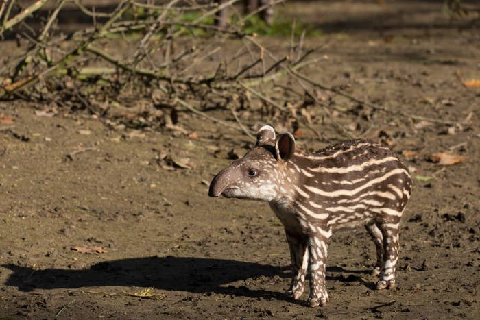 29 Cute Animals That Are Native To Latin America 29 Cute Animals That Are Native To Latin America