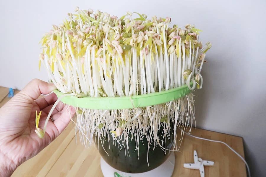 もやし食べ放題 の夢がかなう 家庭用もやし栽培機 が楽しい