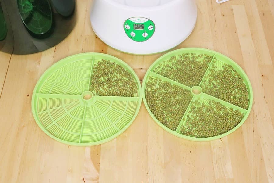 もやし食べ放題 の夢がかなう 家庭用もやし栽培機 が楽しい