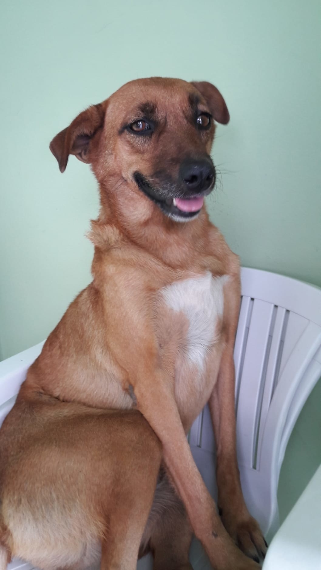 20 Vira Latas Caramelo Que Vao Melhorar O Seu Dia