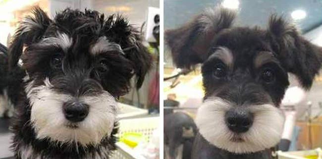 a dog before and after their face is groomed 