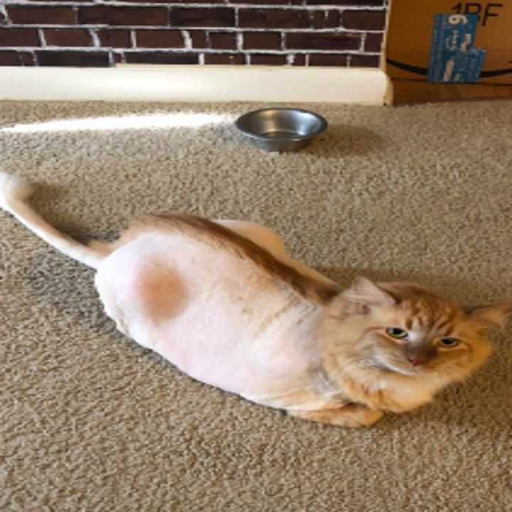 29 Products That Ll Help Make Grooming Your Pet So Much Easier