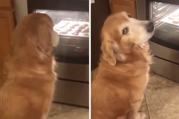 16 Golden Retrievers That Are So Cute They Ll Make You Scream