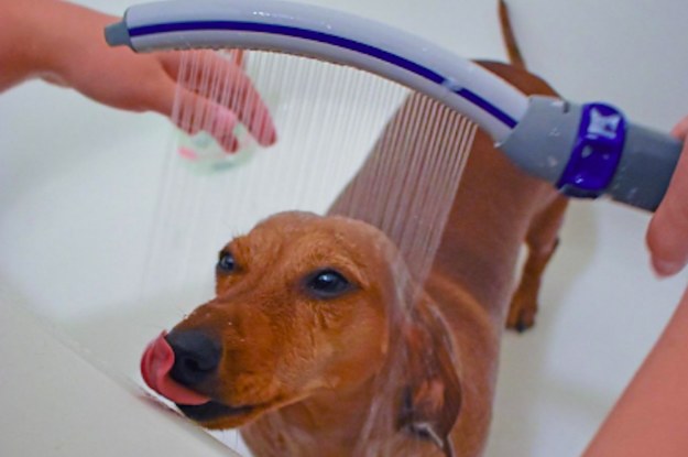 29 Products That'll Help Make Grooming Your Pet So Much Easier