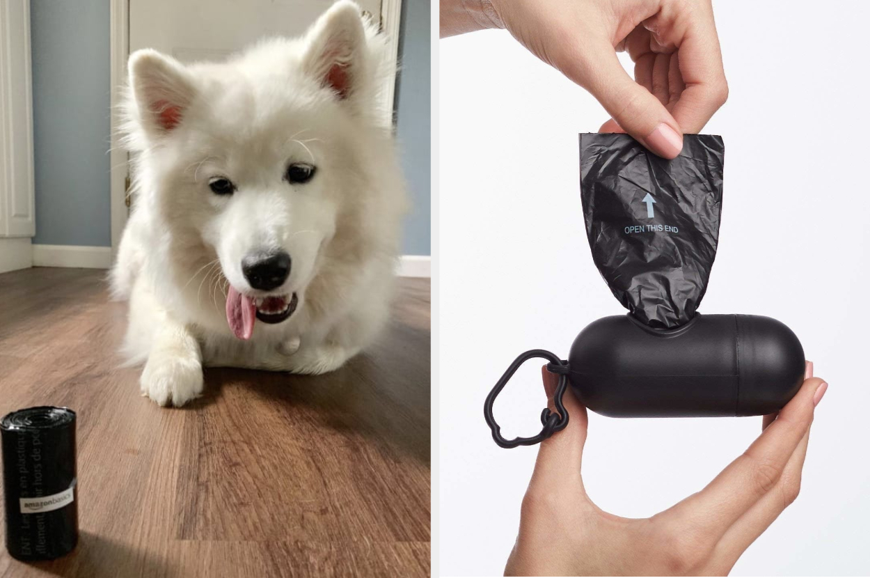 It's just laziness': Dog poop bags annoy Fredericton trail users | CBC News