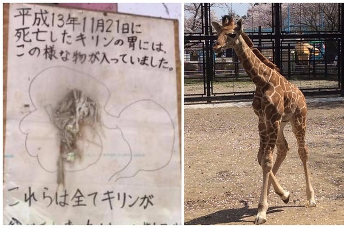 死んだキリンの胃にはこんなものが 16年間訴え続ける動物園の思い 死んだキリンの胃にはこんなものが 16年間訴え続ける動物園の思い