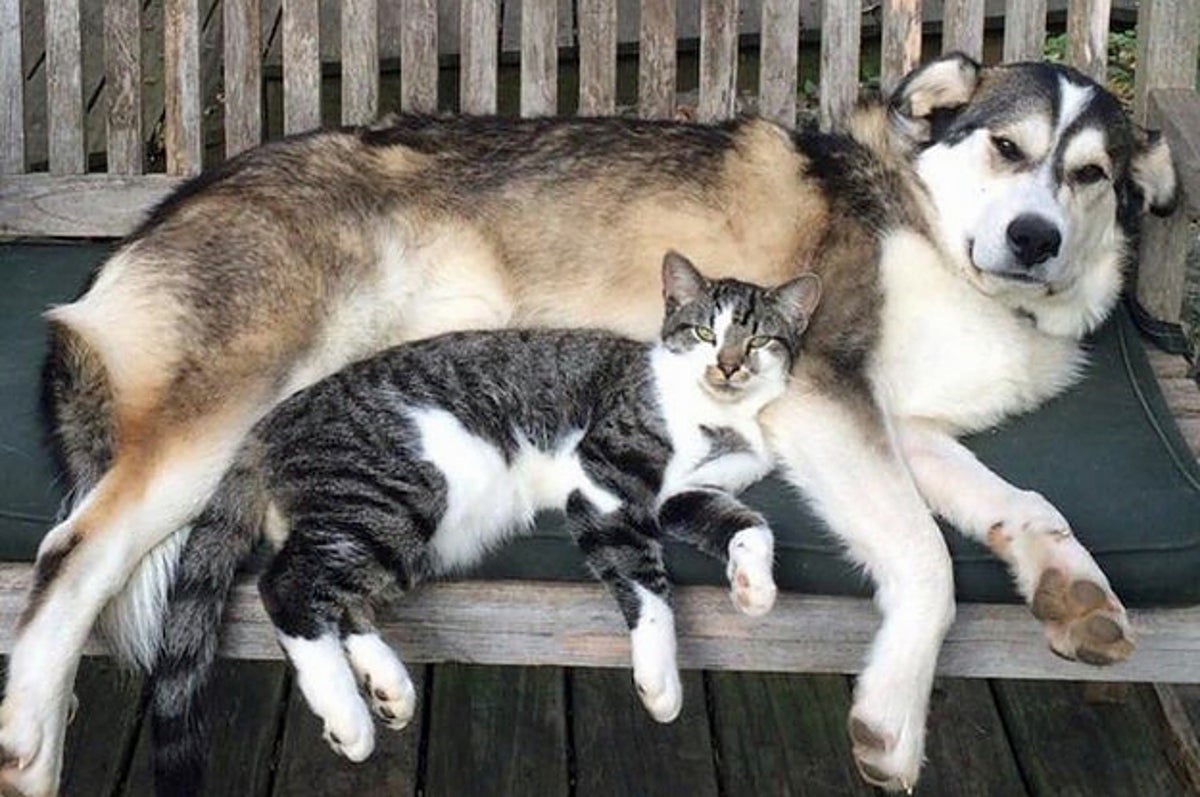 Are Alaskan Huskies Good With Cats