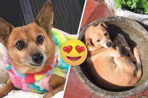 Fofo Buzzfeed