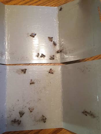 inside the trap with sticky surface covered in moths