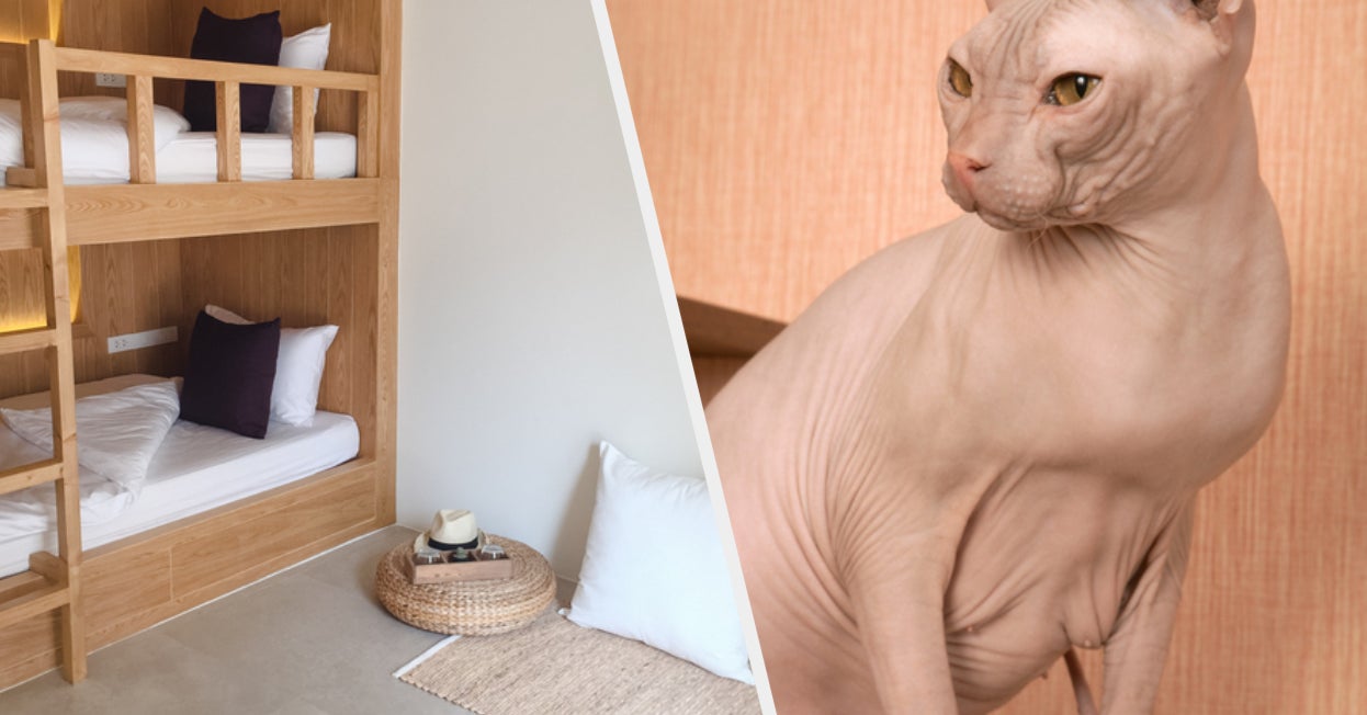 Quiz Decorate Your Dorm Room And We'll Determine Which Cat Breed You Are