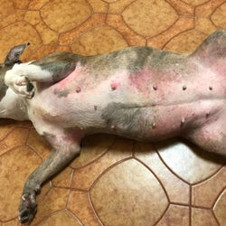 Reviewer photo of dog laying on back showing red, irritated belly