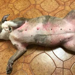 Reviewer's dog laying on back showing red, irritated belly