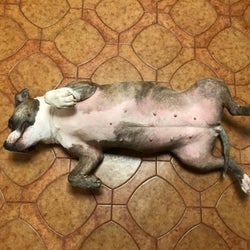 Reviewer photo of same dog after using the allergy supplements; the dog's belly is now much less red