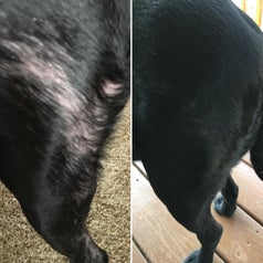 pet problems solved Reviewer before and after photo of a dog missing patches of fur and the same dog with a sleek coat with no bald patches after using the supplement