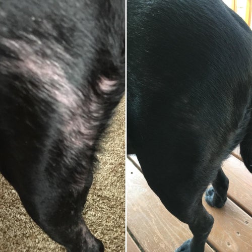 Reviewer before and after photo of a dog missing patches of fur and the same dog with a sleek coat with no bald patches after using the supplement