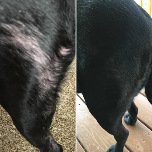 Reviewer before and after of a dog missing patches of fur and the same dog with a sleek coat with no bald patches after using the supplement