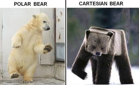 polar bear and cartesian bear